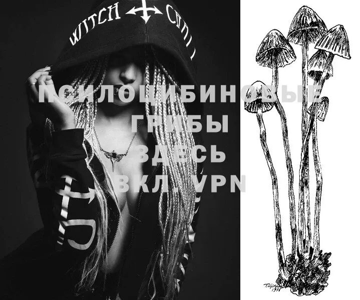 Галлюциногенные грибы MAGIC MUSHROOMS  где можно купить   Каргополь 